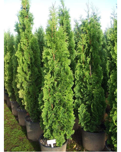 Туя західна Дегрут Спайр | Туя западная Дегрут Спайр | Thuja occidentalis Degroot Spire