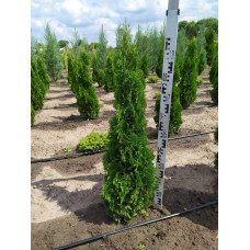Туя західна Дегрут Спайр | Туя западная Дегрут Спайр | Thuja occidentalis Degroot Spire