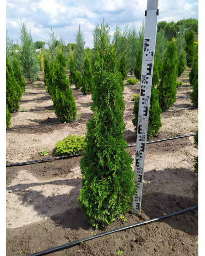 Туя західна Дегрут Спайр | Туя западная Дегрут Спайр | Thuja occidentalis Degroot Spire