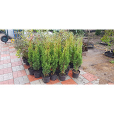 Туя західна Дегрут Спайр | Туя западная Дегрут Спайр | Thuja occidentalis Degroot Spire