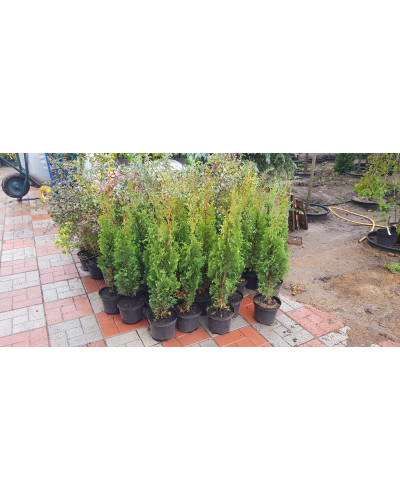 Туя західна Дегрут Спайр | Туя западная Дегрут Спайр | Thuja occidentalis Degroot Spire