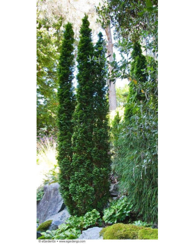 Туя західна Дегрут Спайр | Туя западная Дегрут Спайр | Thuja occidentalis Degroot Spire
