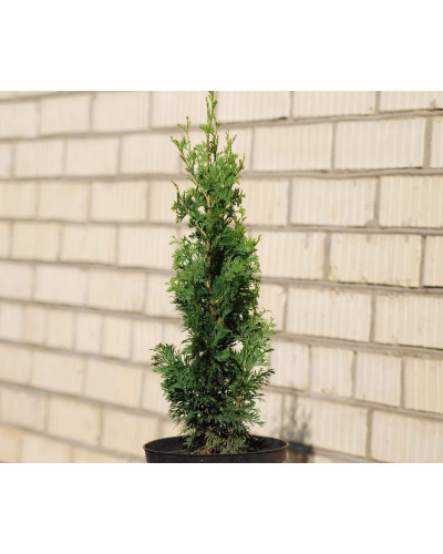 Туя західна Дегрут Спайр | Туя западная Дегрут Спайр | Thuja occidentalis Degroot Spire