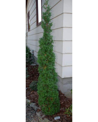 Туя західна Дегрут Спайр | Туя западная Дегрут Спайр | Thuja occidentalis Degroot Spire