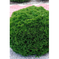 Туя західна Даніка | Туя западная Даника | Thuja occidentalis Danica