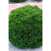 Туя західна Даніка | Туя западная Даника | Thuja occidentalis Danica
