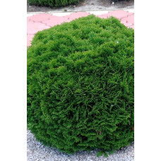 Туя західна Даніка | Туя западная Даника | Thuja occidentalis Danica