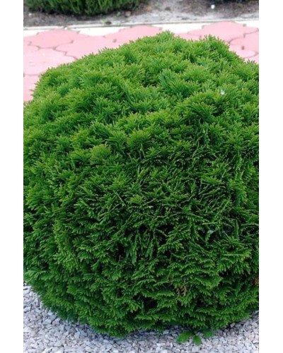 Туя західна Даніка | Туя западная Даника | Thuja occidentalis Danica
