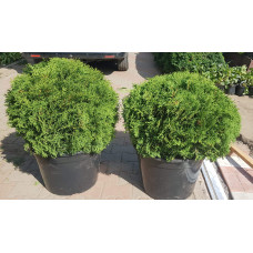 Туя західна Даніка | Туя западная Даника | Thuja occidentalis Danica