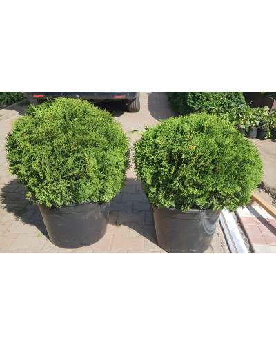 Туя західна Даніка | Туя западная Даника | Thuja occidentalis Danica