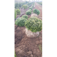 Туя західна Даніка | Туя западная Даника | Thuja occidentalis Danica