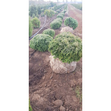 Туя західна Даніка | Туя западная Даника | Thuja occidentalis Danica