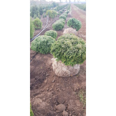Туя західна Даніка | Туя западная Даника | Thuja occidentalis Danica