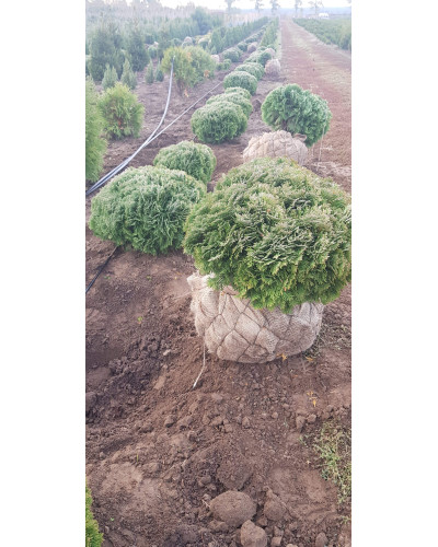Туя західна Даніка | Туя западная Даника | Thuja occidentalis Danica