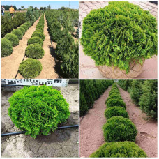 Туя західна Даніка | Туя западная Даника | Thuja occidentalis Danica