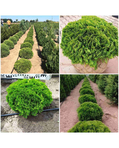 Туя західна Даніка | Туя западная Даника | Thuja occidentalis Danica