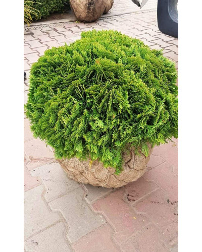 Туя західна Даніка | Туя западная Даника | Thuja occidentalis Danica