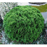 Туя західна Даніка | Туя западная Даника | Thuja occidentalis Danica