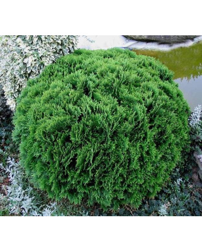 Туя західна Даніка | Туя западная Даника | Thuja occidentalis Danica