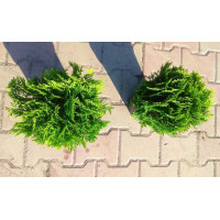 Туя західна Даніка | Туя западная Даника | Thuja occidentalis Danica
