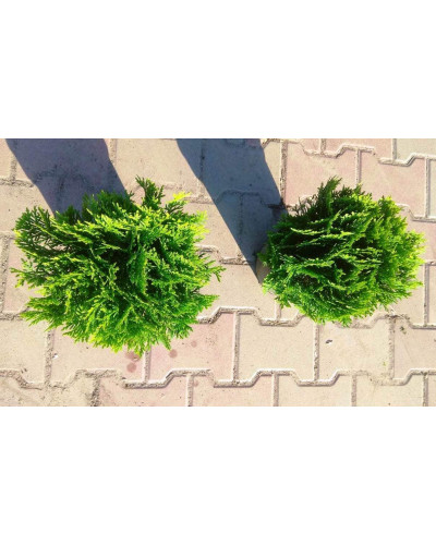 Туя західна Даніка | Туя западная Даника | Thuja occidentalis Danica