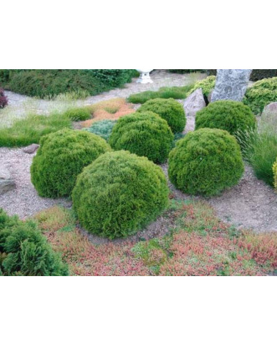 Туя західна Даніка | Туя западная Даника | Thuja occidentalis Danica