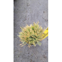 Туя західна Даніка | Туя западная Даника | Thuja occidentalis Danica