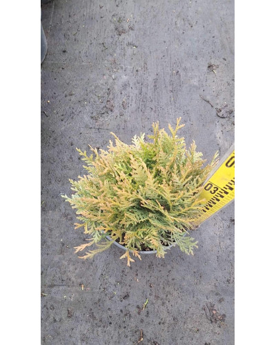 Туя західна Даніка | Туя западная Даника | Thuja occidentalis Danica