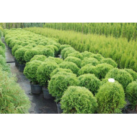 Туя західна Даніка | Туя западная Даника | Thuja occidentalis Danica