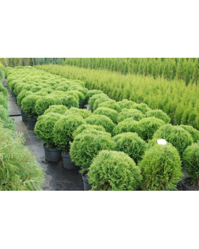 Туя західна Даніка | Туя западная Даника | Thuja occidentalis Danica