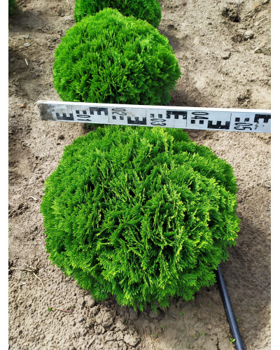 Туя західна Даніка | Туя западная Даника | Thuja occidentalis Danica