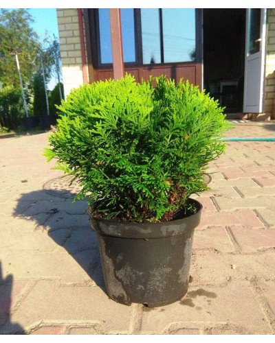 Туя західна Даніка | Туя западная Даника | Thuja occidentalis Danica