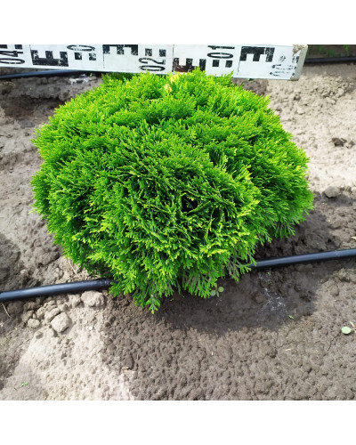 Туя західна Даніка | Туя западная Даника | Thuja occidentalis Danica