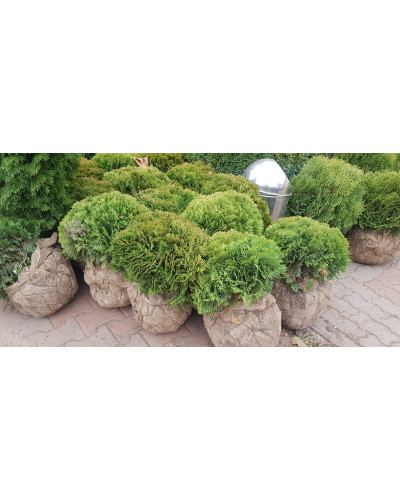 Туя західна Даніка | Туя западная Даника | Thuja occidentalis Danica