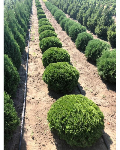 Туя західна Даніка | Туя западная Даника | Thuja occidentalis Danica