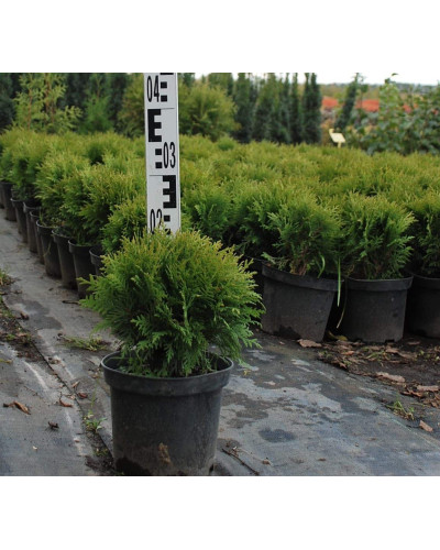 Туя західна Даніка | Туя западная Даника | Thuja occidentalis Danica