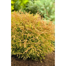 Туя західна Голден Таффет | Thuja occidentalis Golden Tuffet | Туя западная Голден Таффет