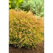 Туя західна Голден Таффет | Thuja occidentalis Golden Tuffet | Туя западная Голден Таффет