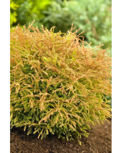 Туя західна Голден Таффет | Thuja occidentalis Golden Tuffet | Туя западная Голден Таффет