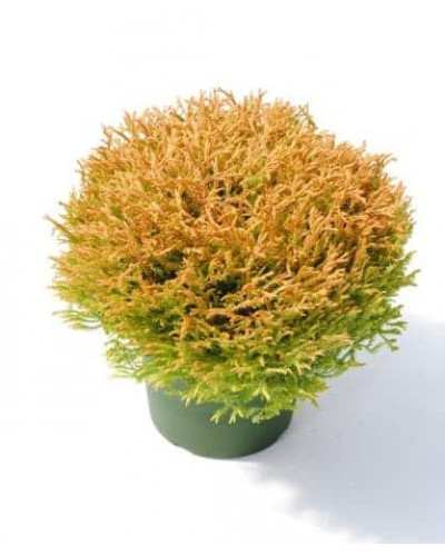 Туя західна Голден Таффет | Thuja occidentalis Golden Tuffet | Туя западная Голден Таффет
