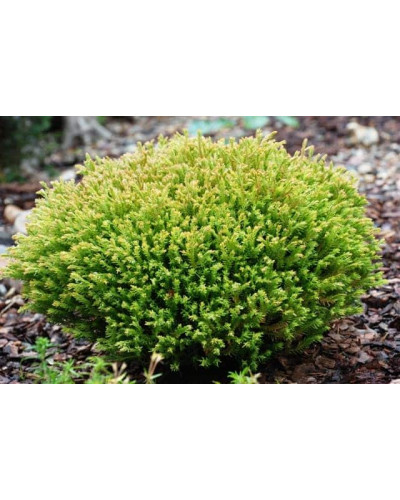 Туя західна Голден Таффет | Thuja occidentalis Golden Tuffet | Туя западная Голден Таффет