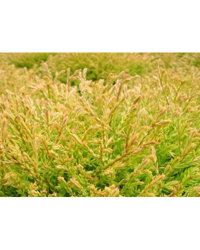 Туя західна Голден Таффет | Thuja occidentalis Golden Tuffet | Туя западная Голден Таффет