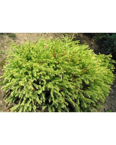 Туя західна Голден Таффет | Thuja occidentalis Golden Tuffet | Туя западная Голден Таффет