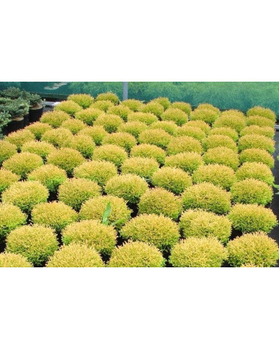 Туя західна Голден Таффет | Thuja occidentalis Golden Tuffet | Туя западная Голден Таффет