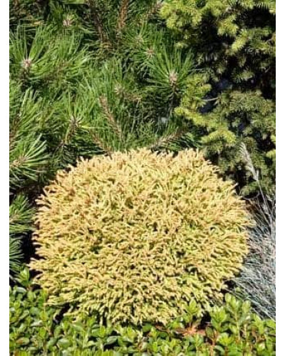 Туя західна Голден Таффет | Thuja occidentalis Golden Tuffet | Туя западная Голден Таффет
