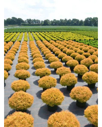 Туя західна Голден Таффет | Thuja occidentalis Golden Tuffet | Туя западная Голден Таффет