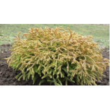 Туя західна Голден Таффет | Thuja occidentalis Golden Tuffet | Туя западная Голден Таффет