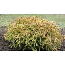 Туя західна Голден Таффет | Thuja occidentalis Golden Tuffet | Туя западная Голден Таффет