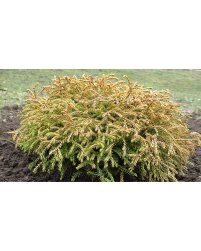 Туя західна Голден Таффет | Thuja occidentalis Golden Tuffet | Туя западная Голден Таффет