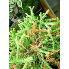 Туя західна Голден Таффет | Thuja occidentalis Golden Tuffet | Туя западная Голден Таффет
